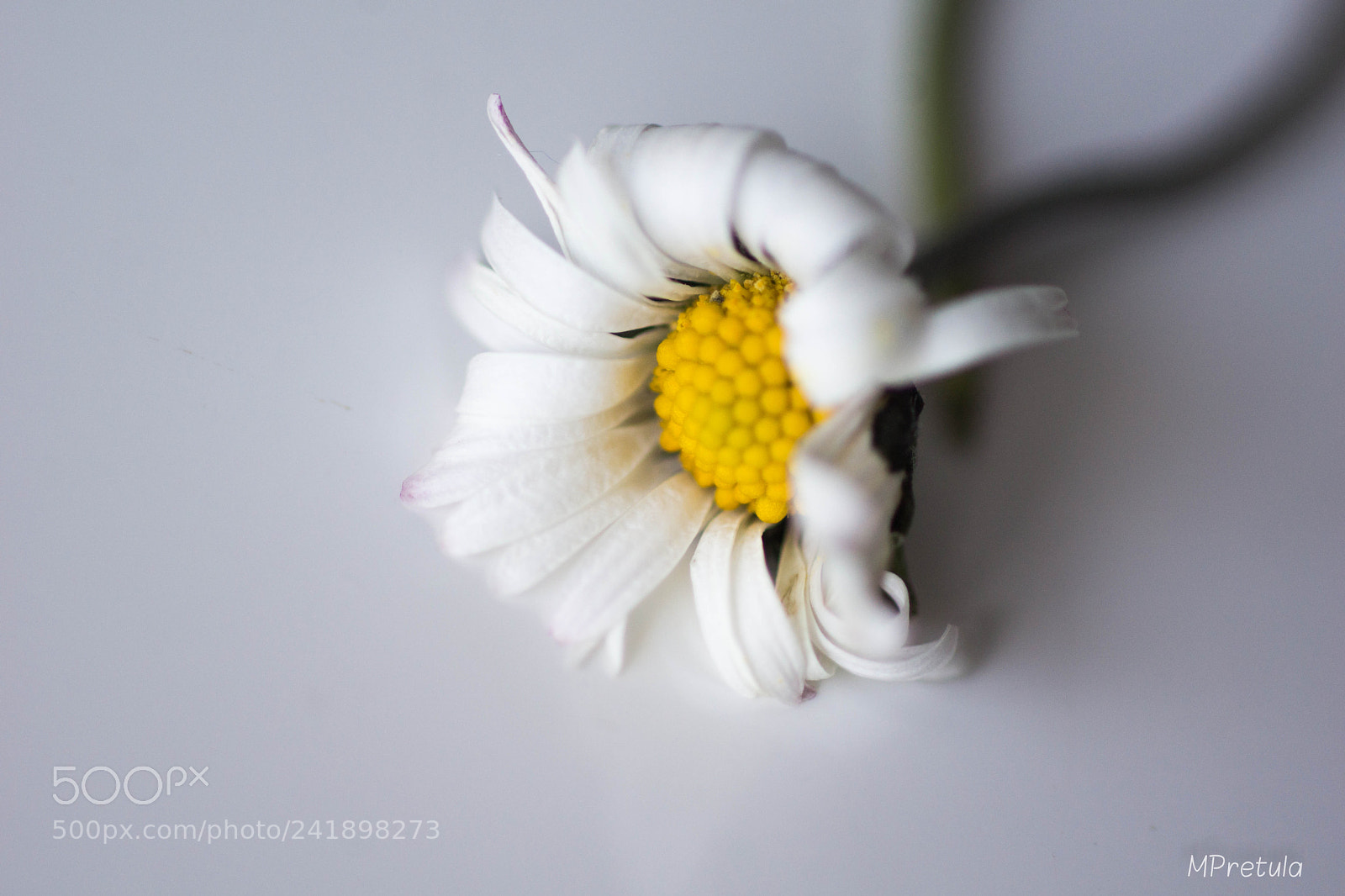 Sony SLT-A77 sample photo. Daisy photography