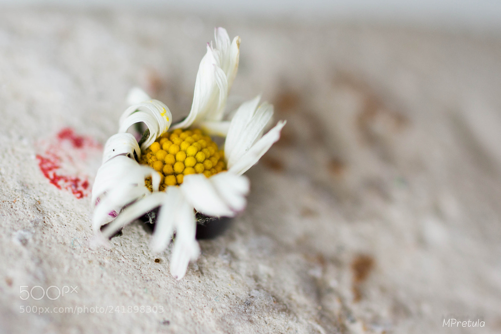 Sony SLT-A77 sample photo. Dead but alive photography