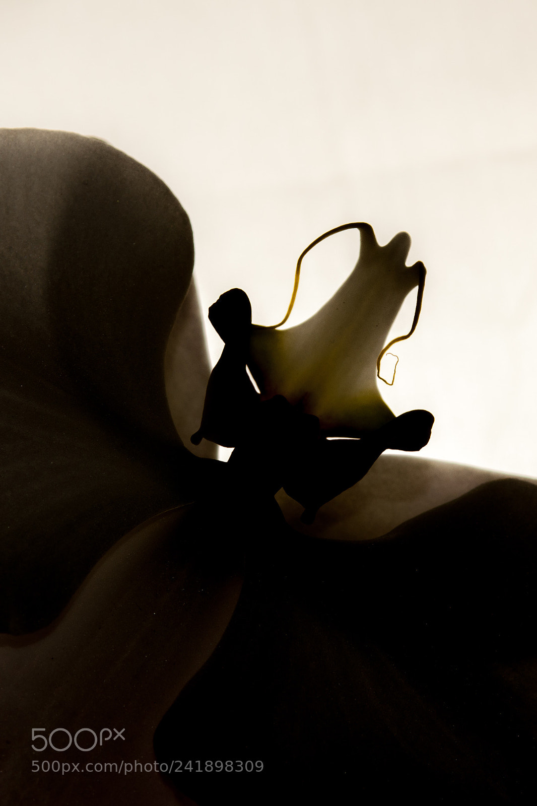 Sony Alpha DSLR-A700 sample photo. Evil flower photography