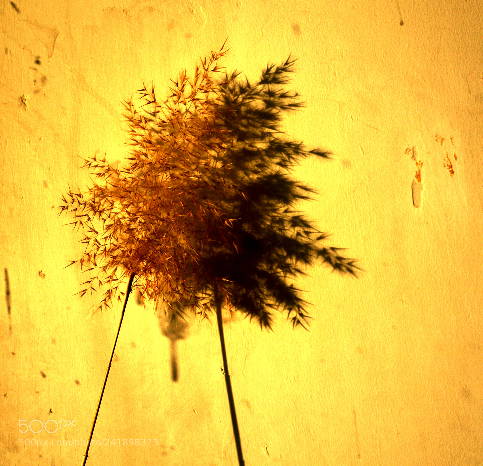 Nikon D7100 sample photo. Untitled photography