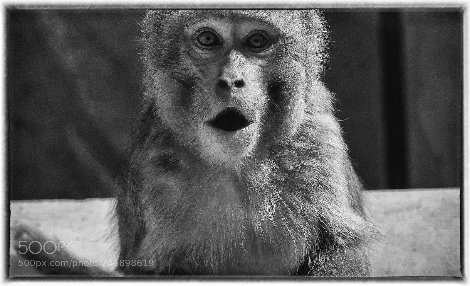 Sony a7 sample photo. Monkey bw photography