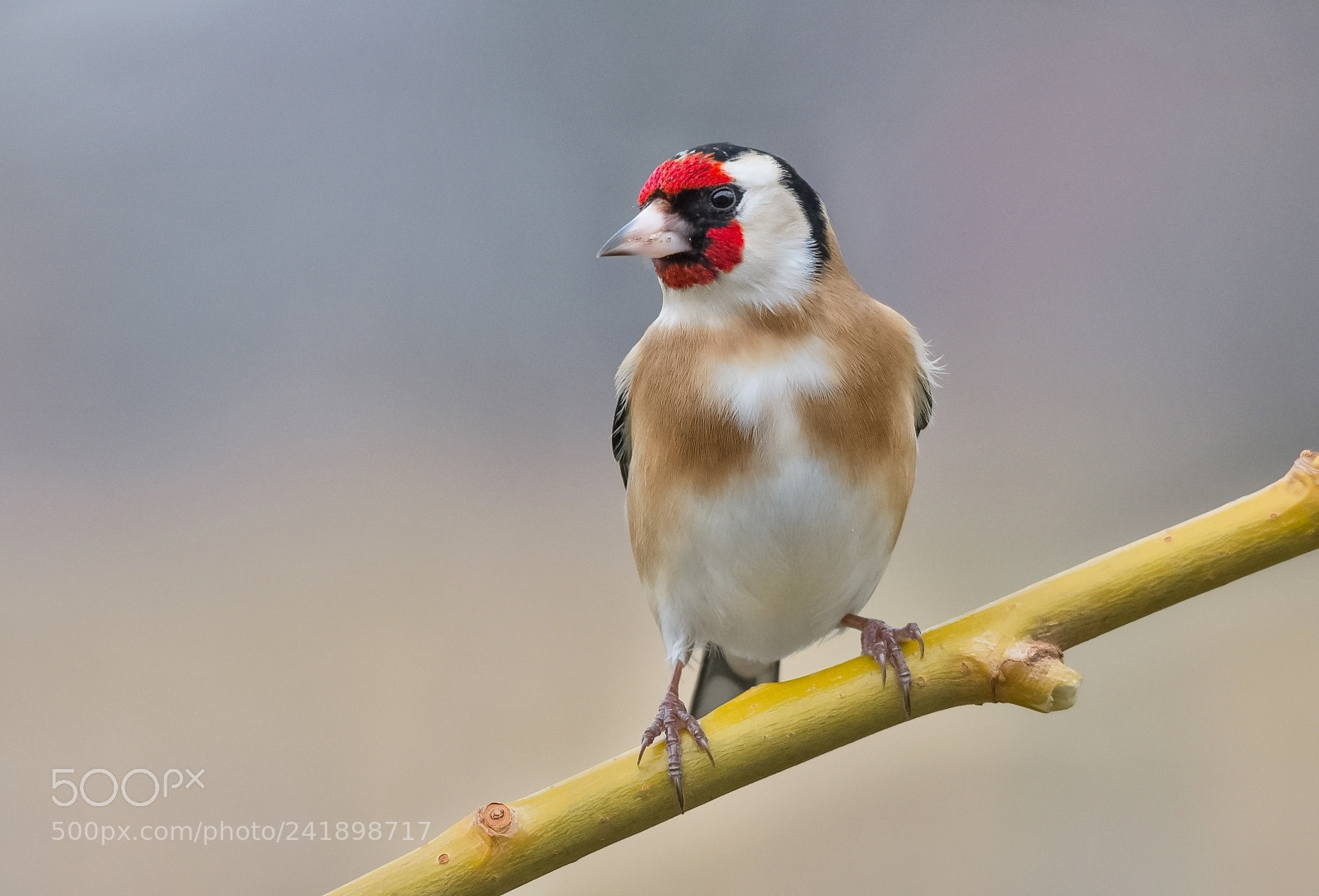 Nikon D7200 sample photo. Goldfinch photography