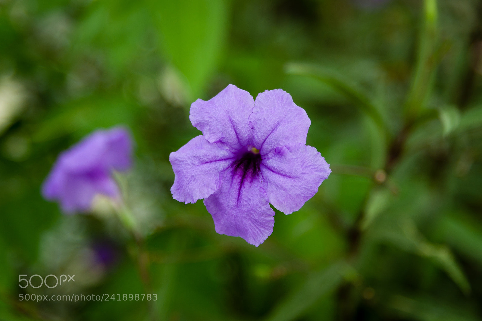 Canon EOS 40D sample photo. Ruellia simplex photography