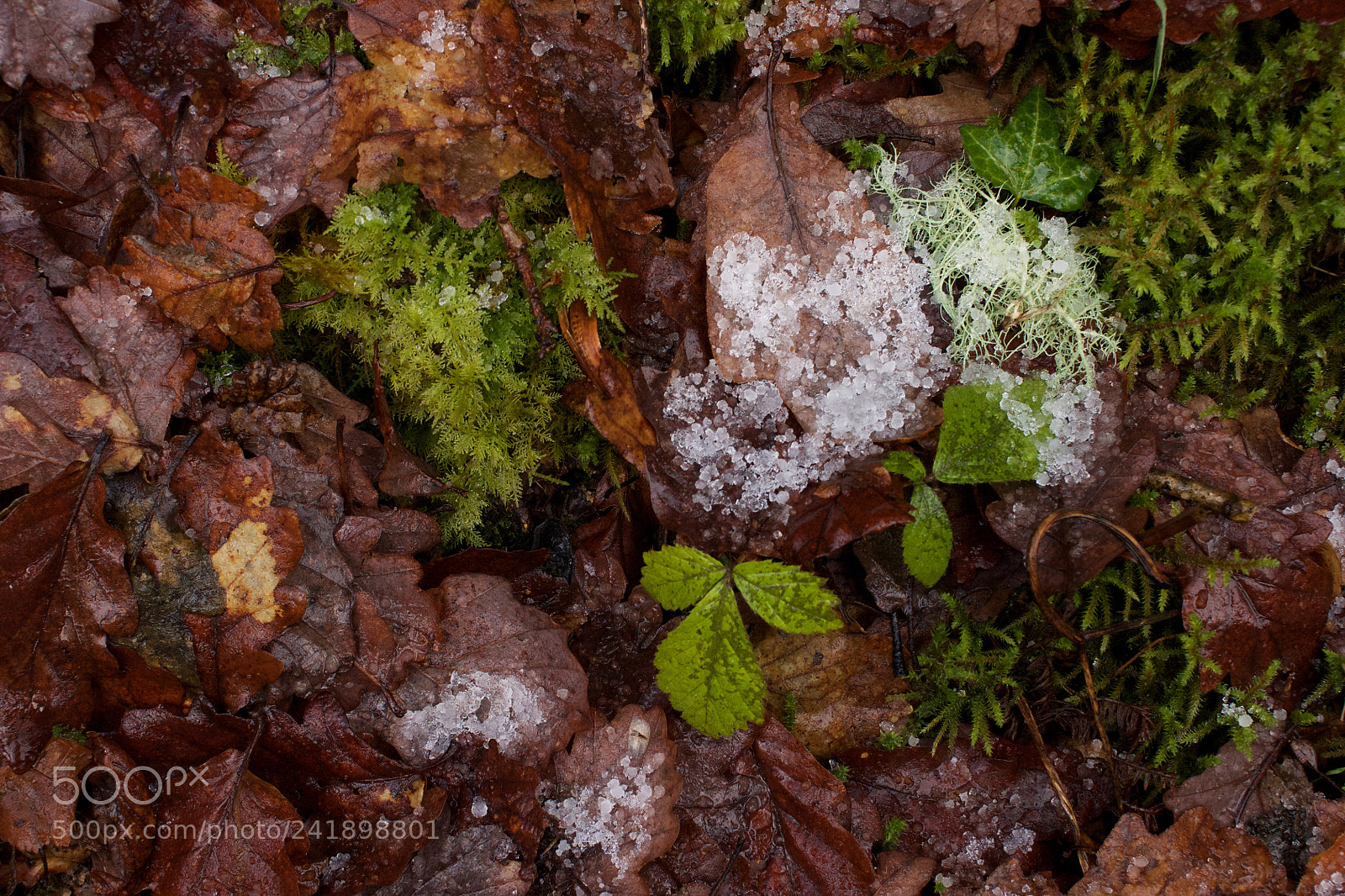 Sony Alpha DSLR-A700 sample photo. Frozen photography