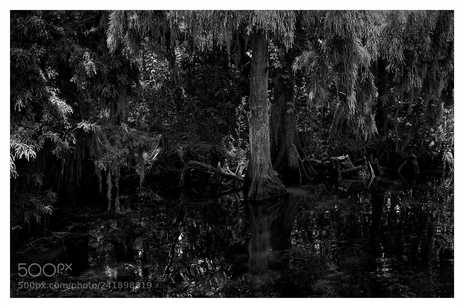 Nikon D700 sample photo. Swamp thing photography