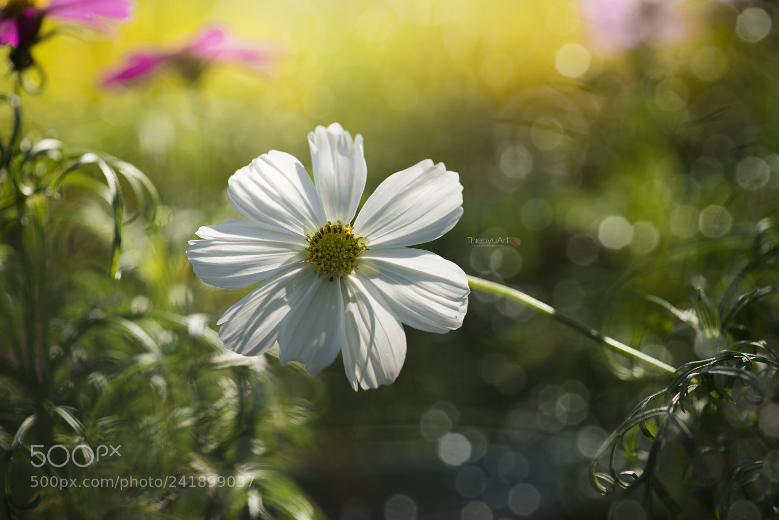 Nikon D800 sample photo. Tvu photography