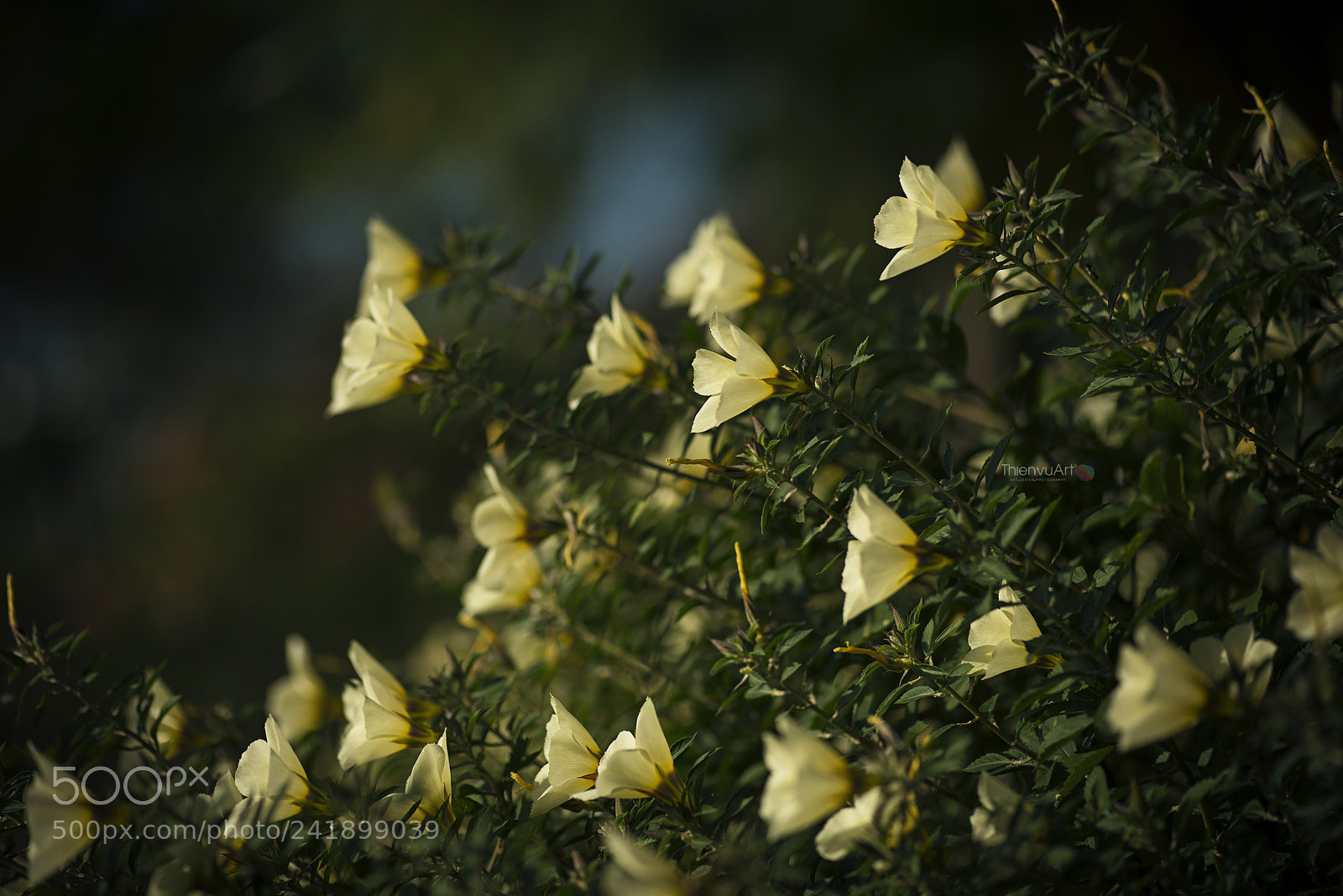 Nikon D800 sample photo. Tvu photography