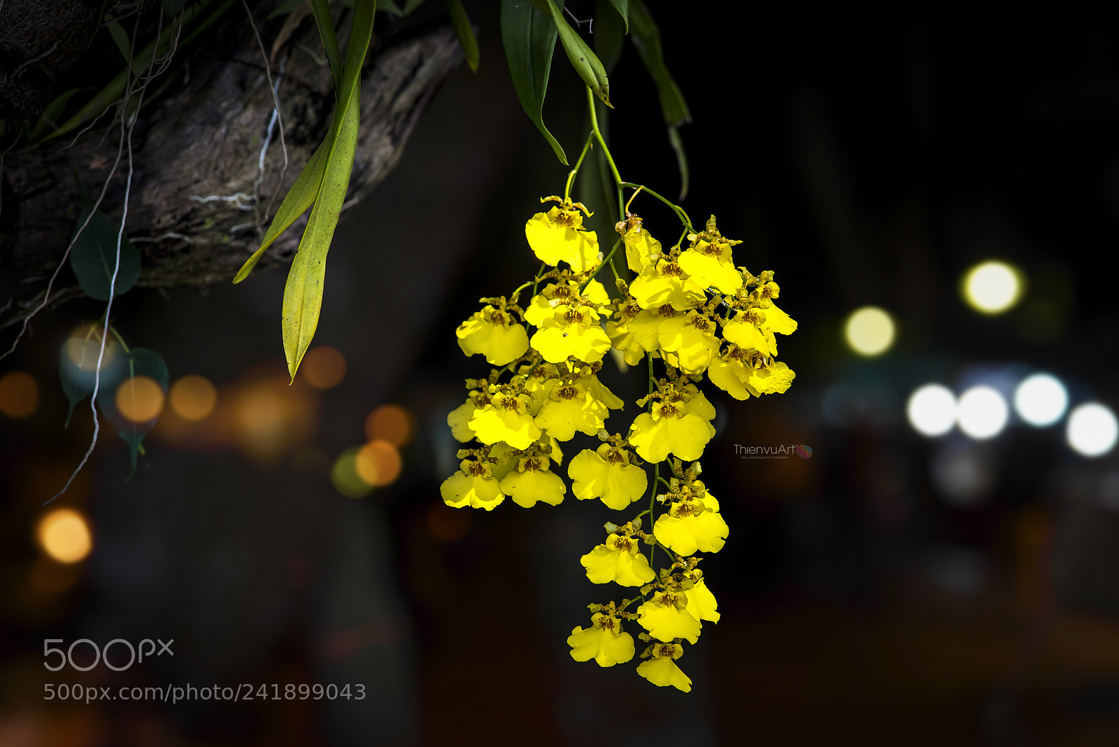 Nikon D800 sample photo. Tvu photography