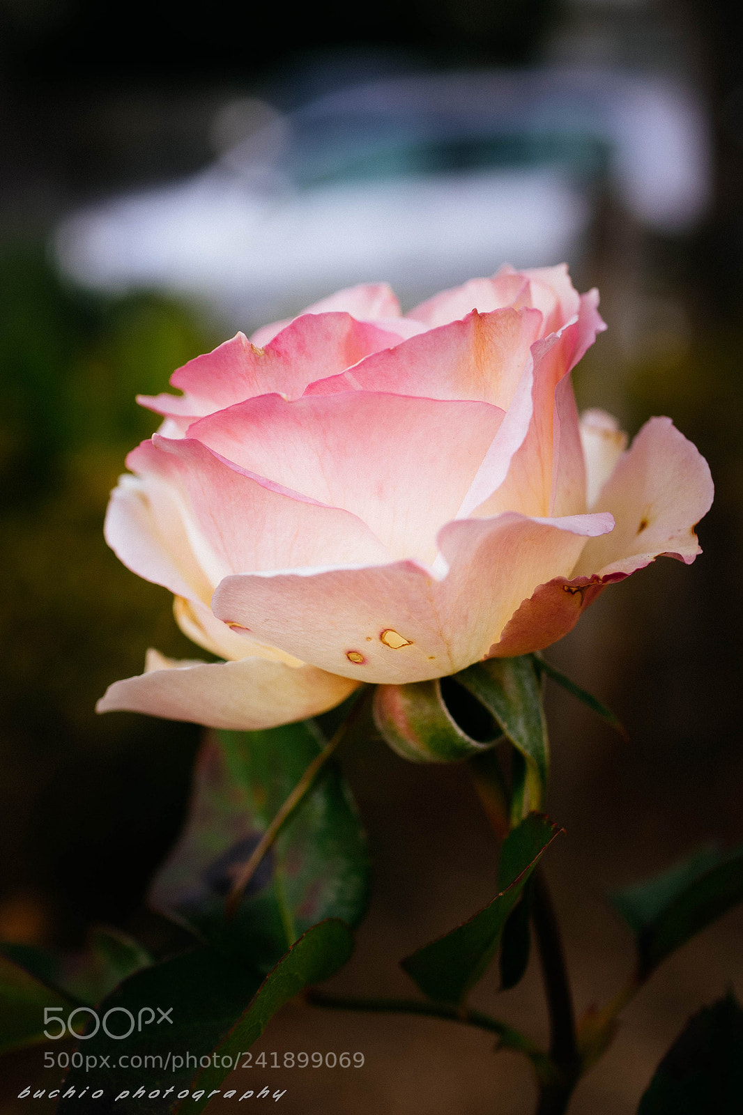 Olympus OM-D E-M1 sample photo. Rose photography