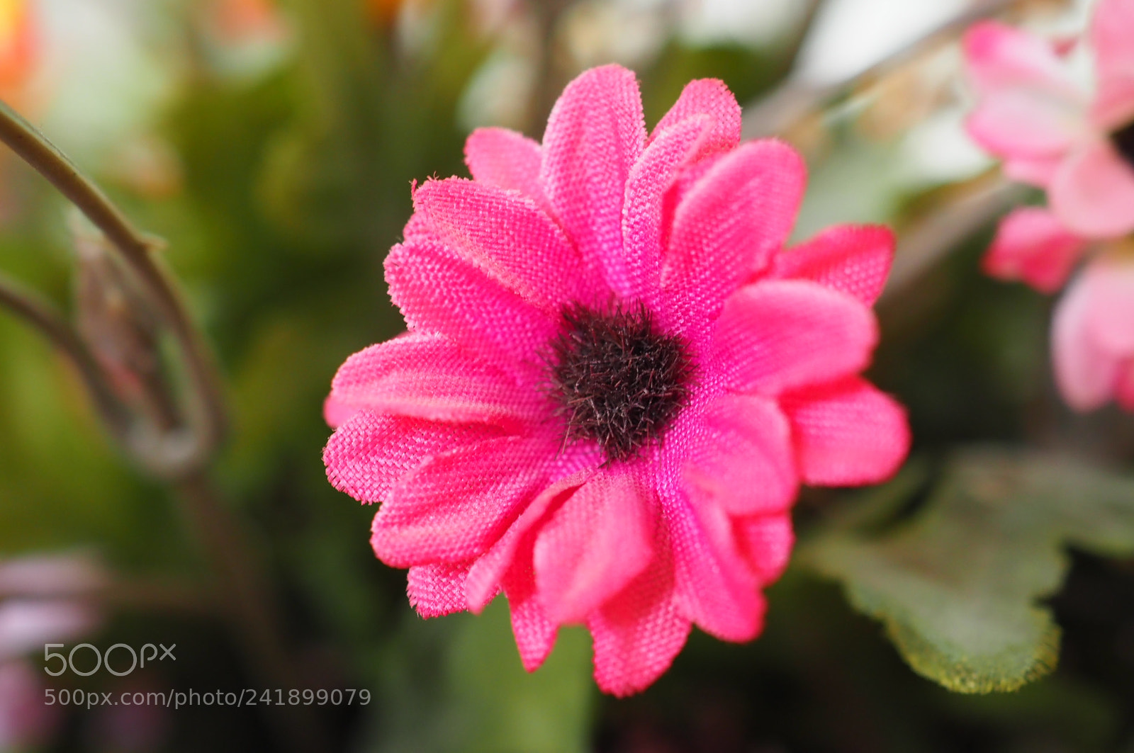 Olympus OM-D E-M1 Mark II sample photo. Untitled photography