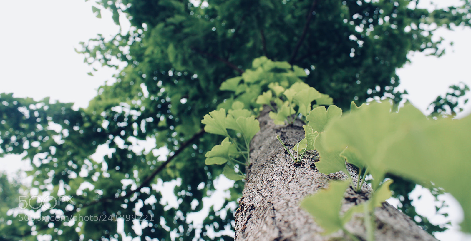 Canon EOS 1100D (EOS Rebel T3 / EOS Kiss X50) sample photo. 银杏 photography