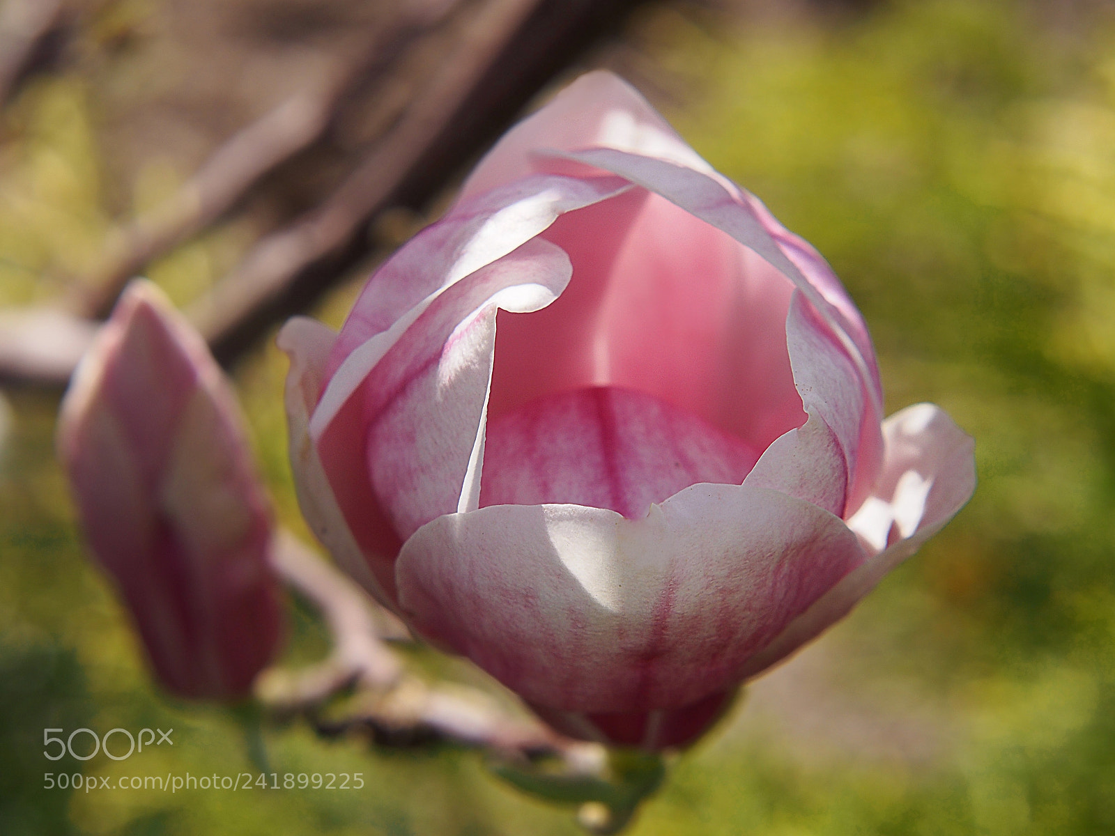 Olympus PEN E-PL5 sample photo. Magnolia flower photography