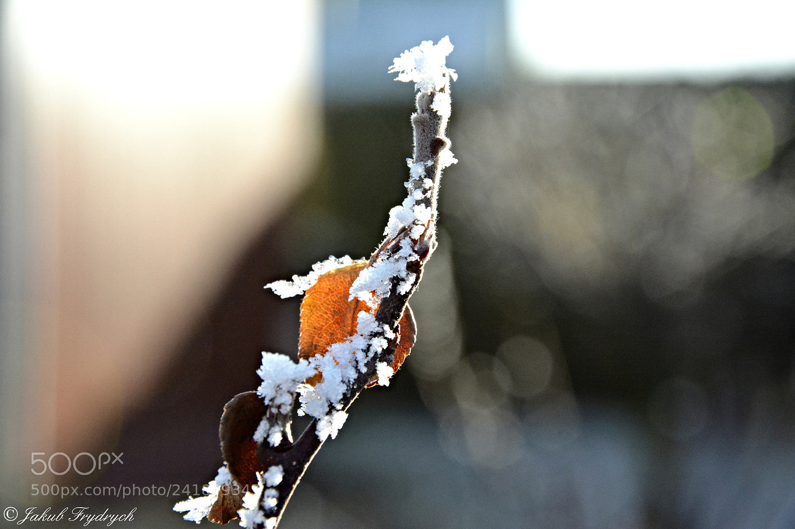 Nikon D7100 sample photo. Winter is wonderful photography