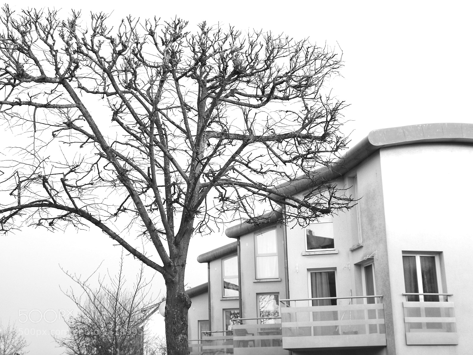 Canon EOS 750D (EOS Rebel T6i / EOS Kiss X8i) sample photo. Tree above the roofs. photography
