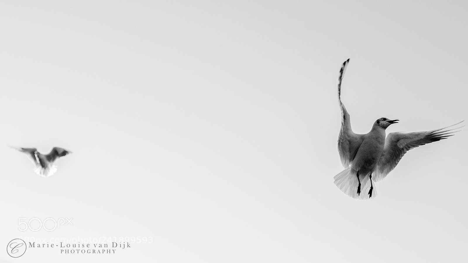 Nikon D300 sample photo. Seagull frozen motion photography