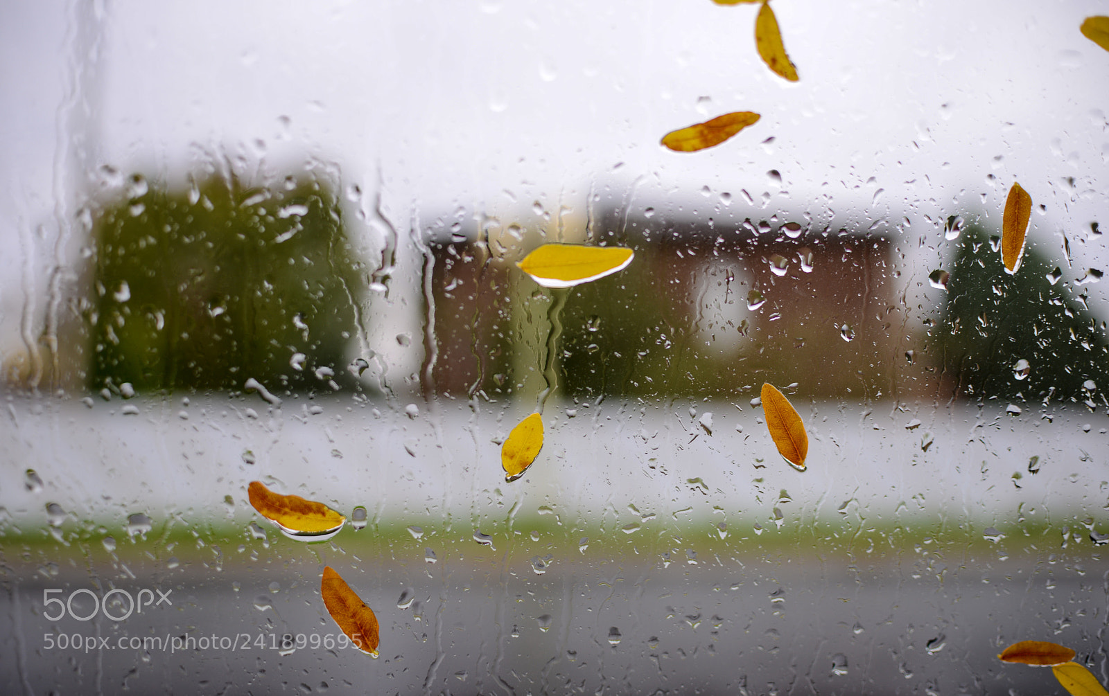 Nikon D600 sample photo. Rainy autumn day photography