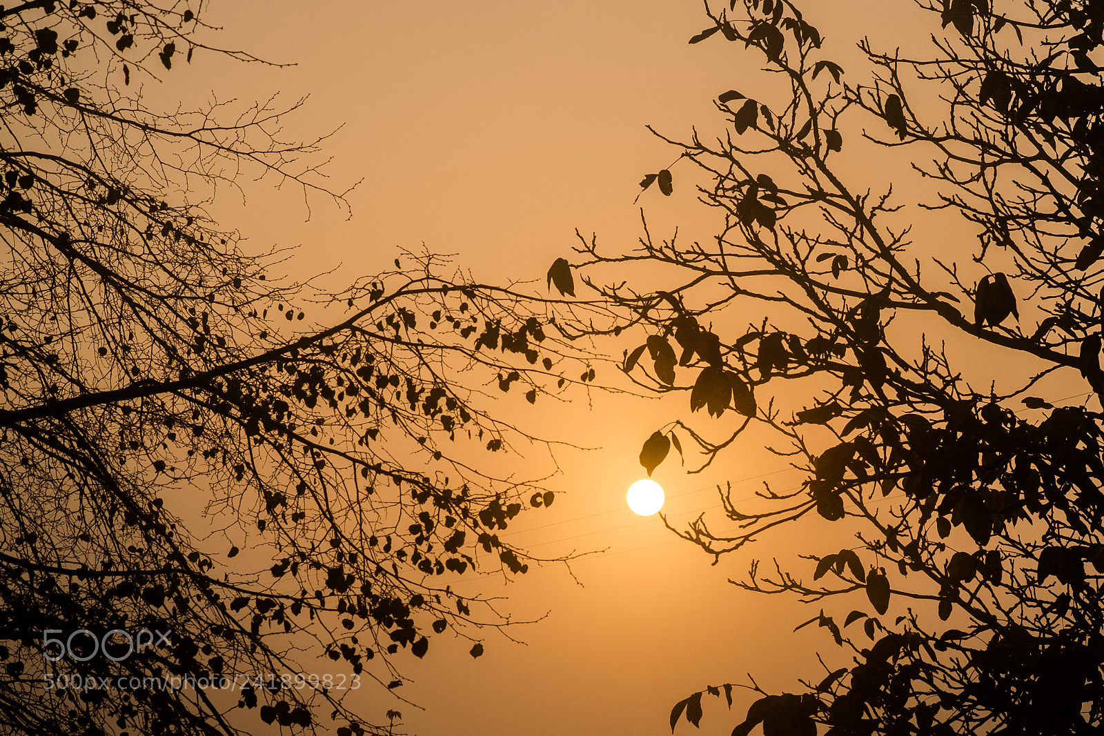 Fujifilm X-E1 sample photo. Sun in the squeeze photography