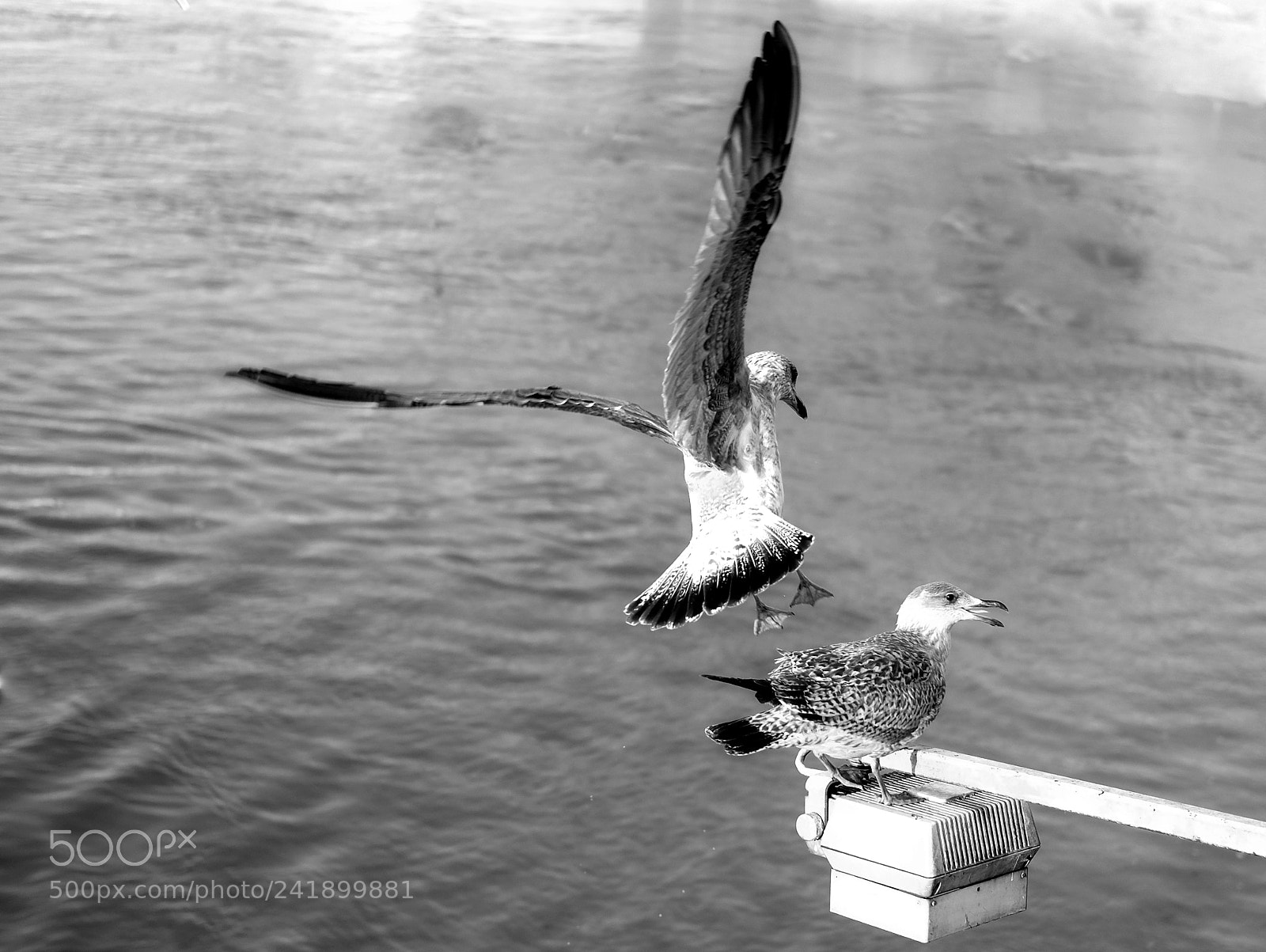 Fujifilm X-Pro2 sample photo. Seagulls. photography