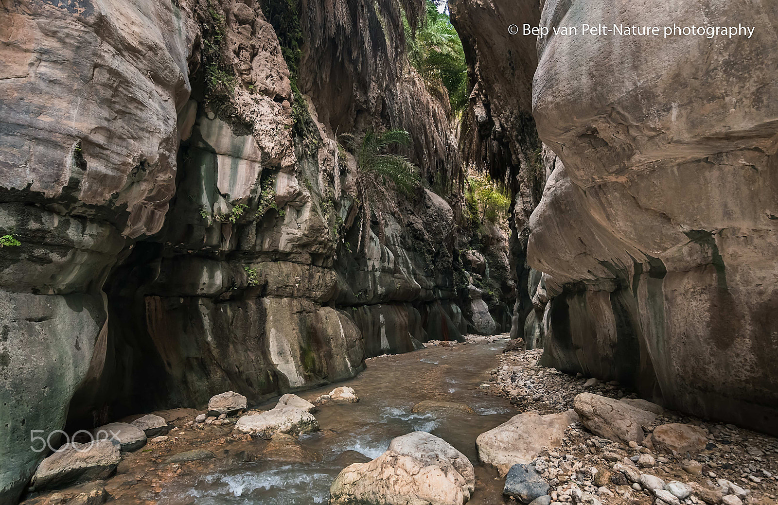 Nikon D500 sample photo. Wadi bin (ibn) hammad photography