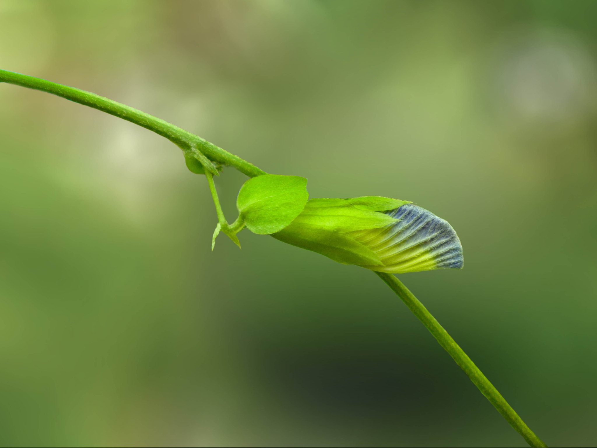 Panasonic DMC-S3 sample photo. Butterfly pea bud photography