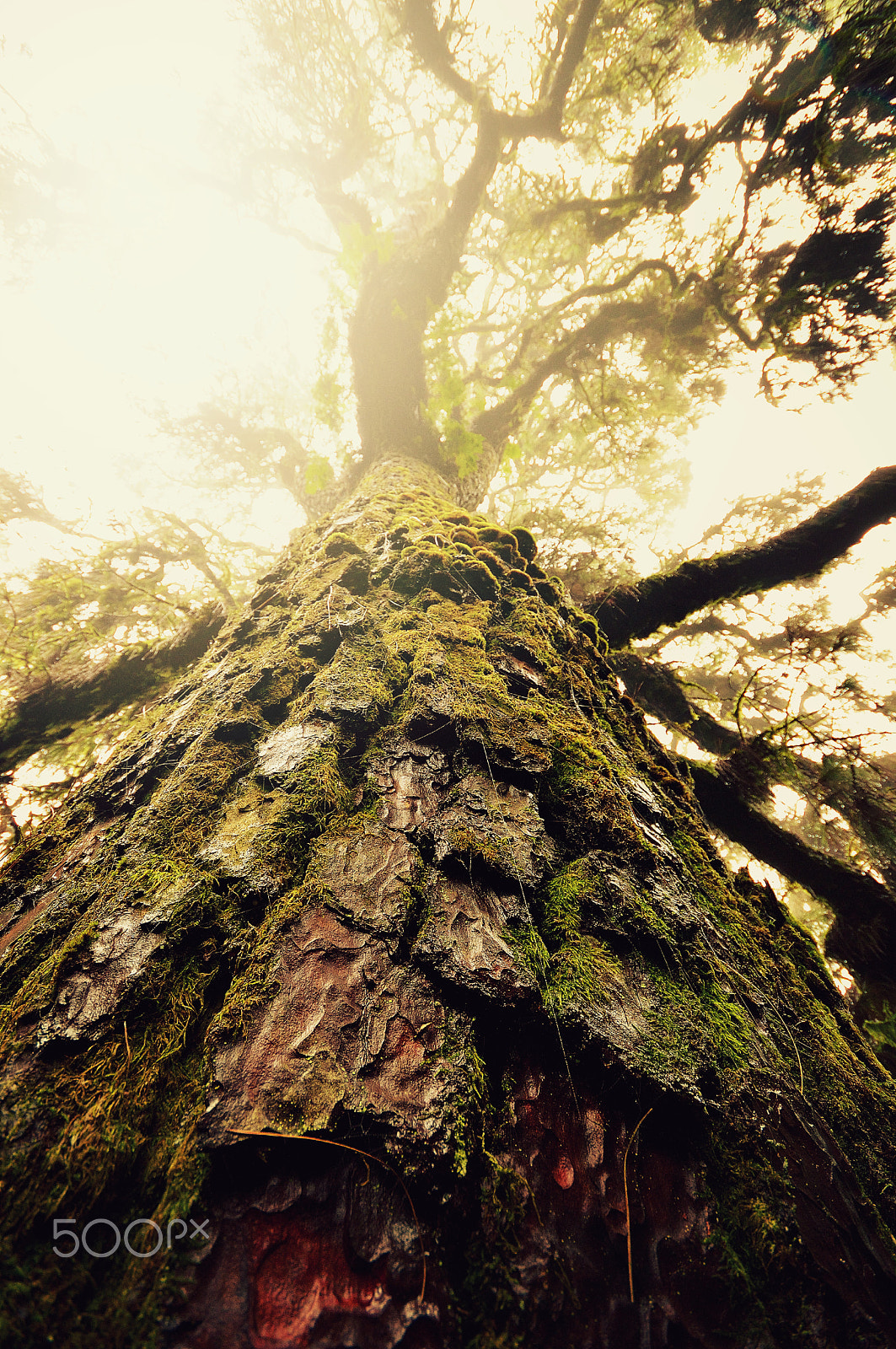 Nikon D3200 + Sigma 10-20mm F4-5.6 EX DC HSM sample photo. Under the big tree photography