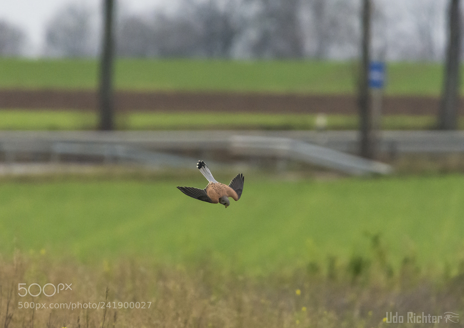 Nikon D7200 sample photo. 'kestrel (falco tinnunculus)' photography