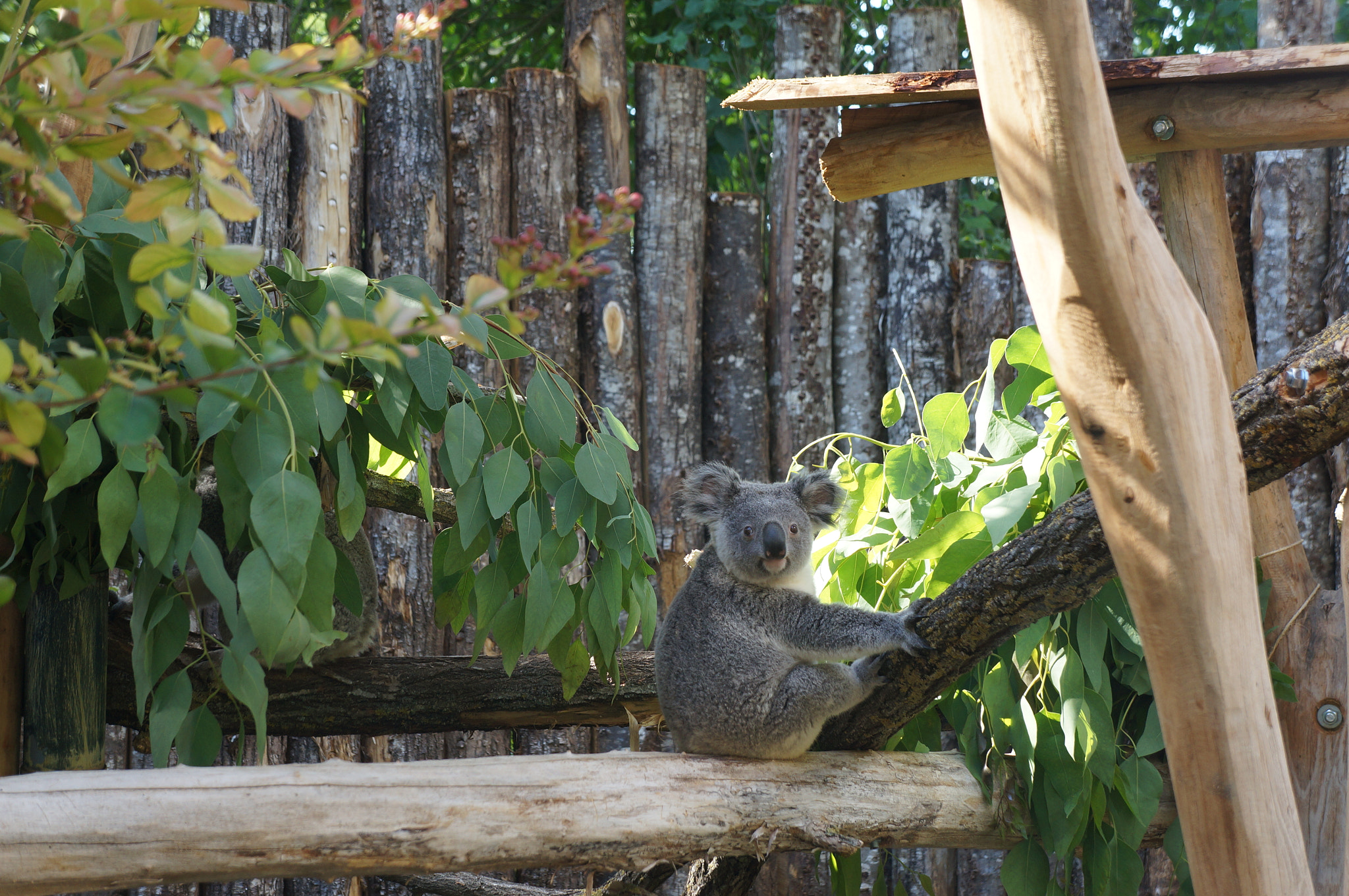 Sony E 18-55mm F3.5-5.6 OSS sample photo. Surprised koala photography