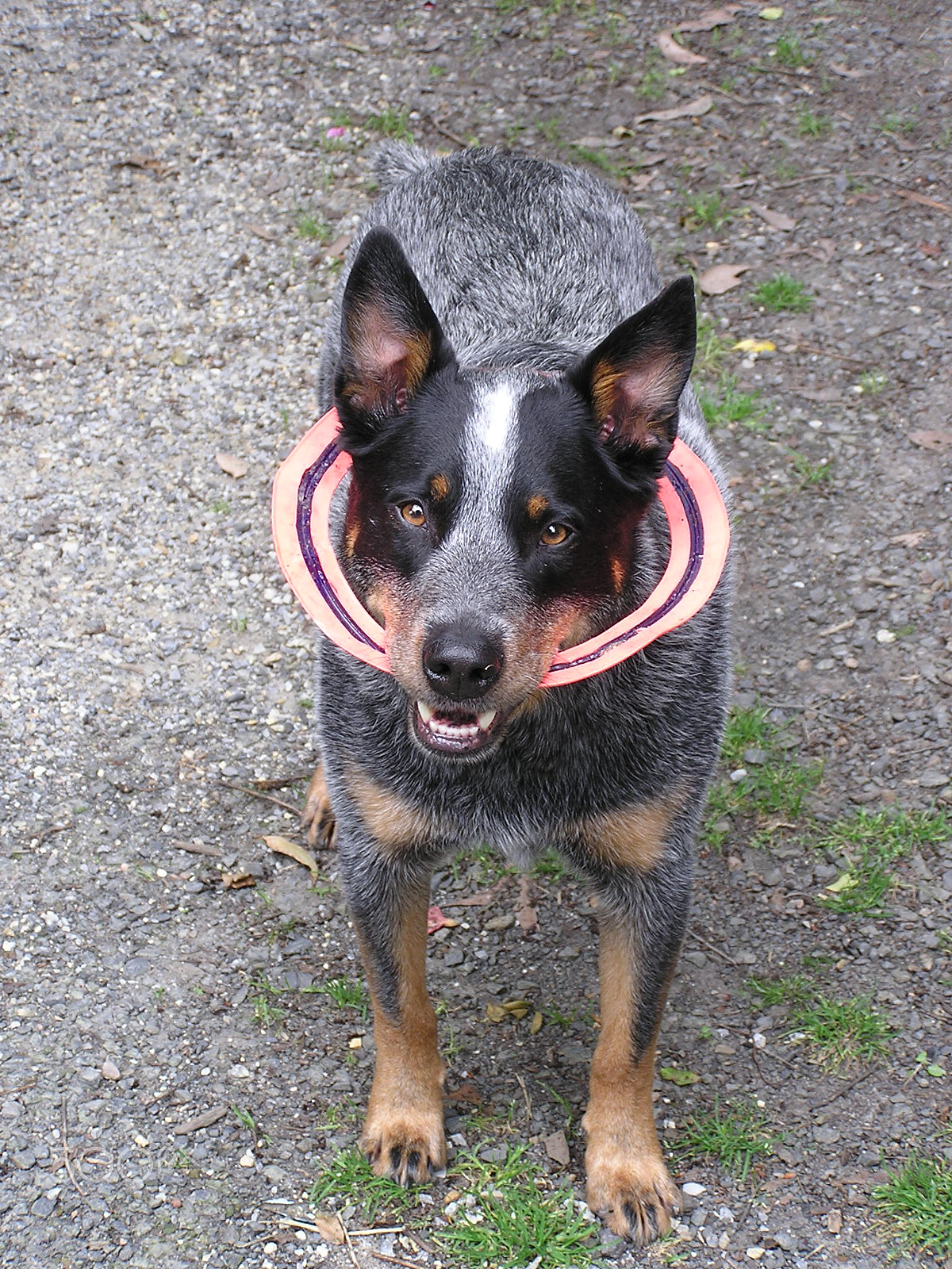 Olympus C740UZ sample photo. A cool dog with his frisbie photography