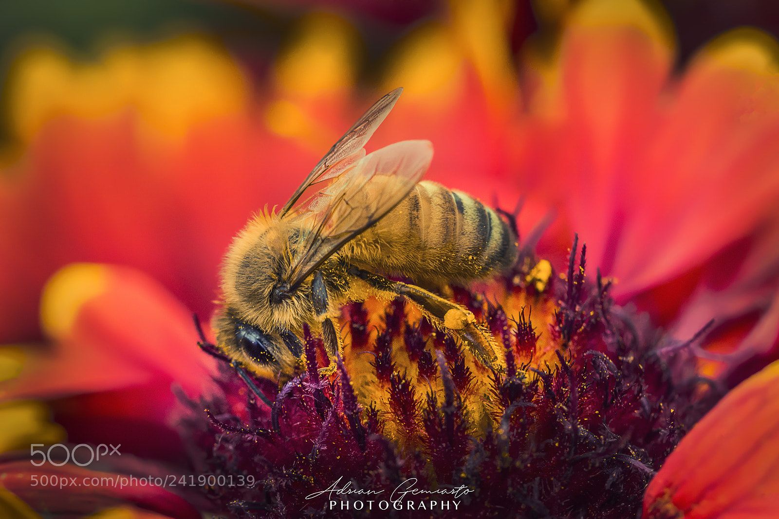 Nikon D7200 sample photo. Bee mine, i've pollen photography