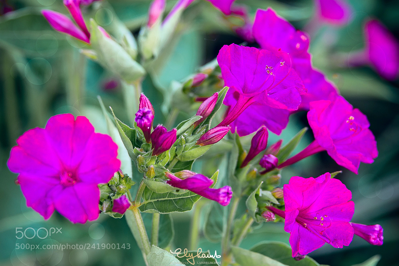 Nikon D800 sample photo. Flowers photography
