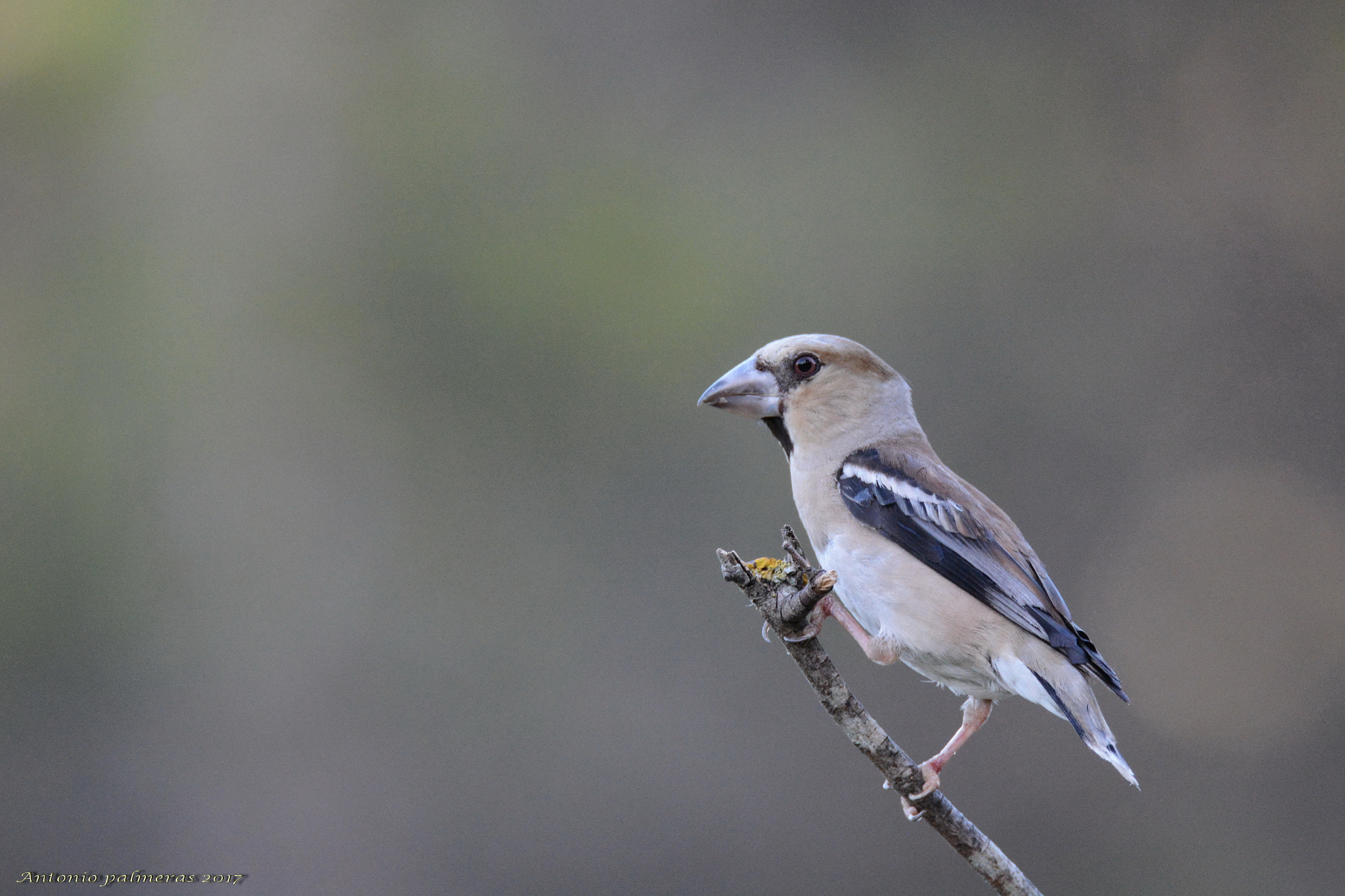 Sigma 150-600mm F5-6.3 DG OS HSM | S sample photo. Picogordo (coccothraustes coccothraustes) photography