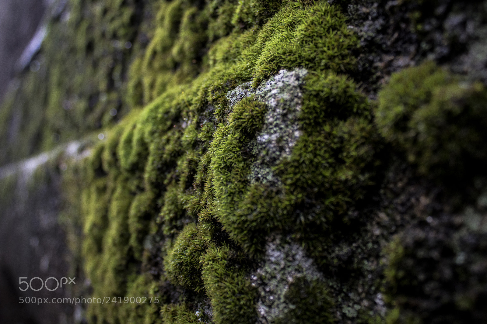 Canon EOS 750D (EOS Rebel T6i / EOS Kiss X8i) sample photo. Bryophyta photography