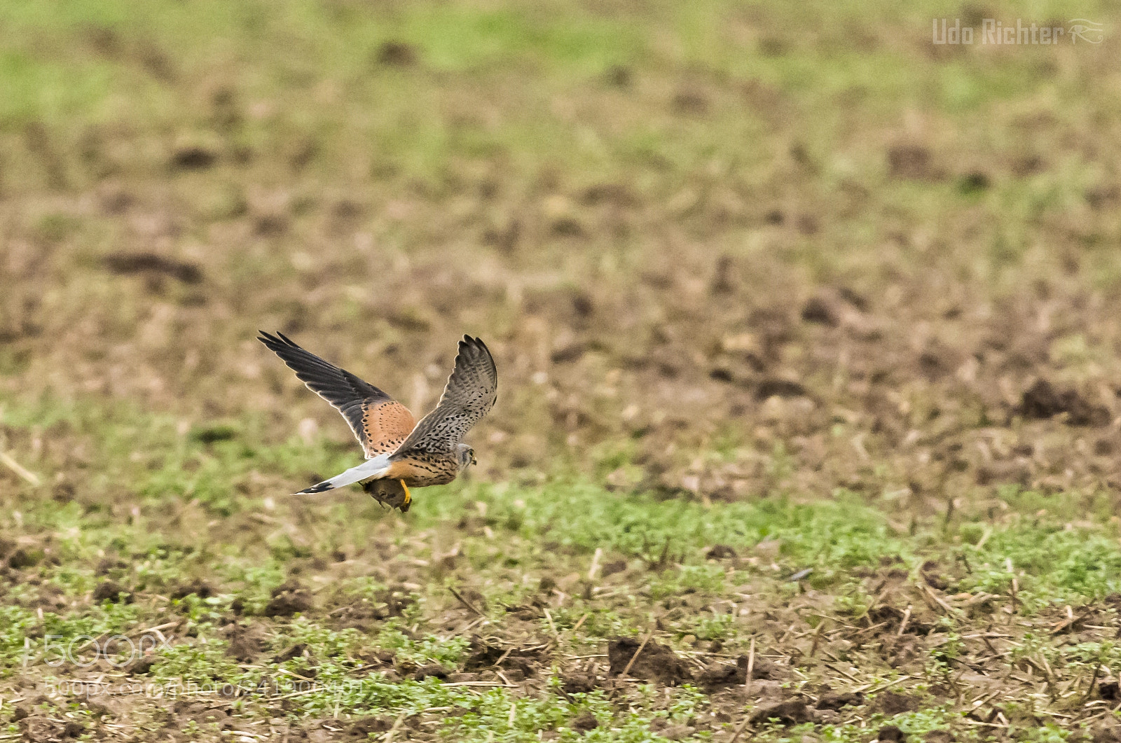 Nikon D7200 sample photo. 'kestrel falco tinnunculus with photography