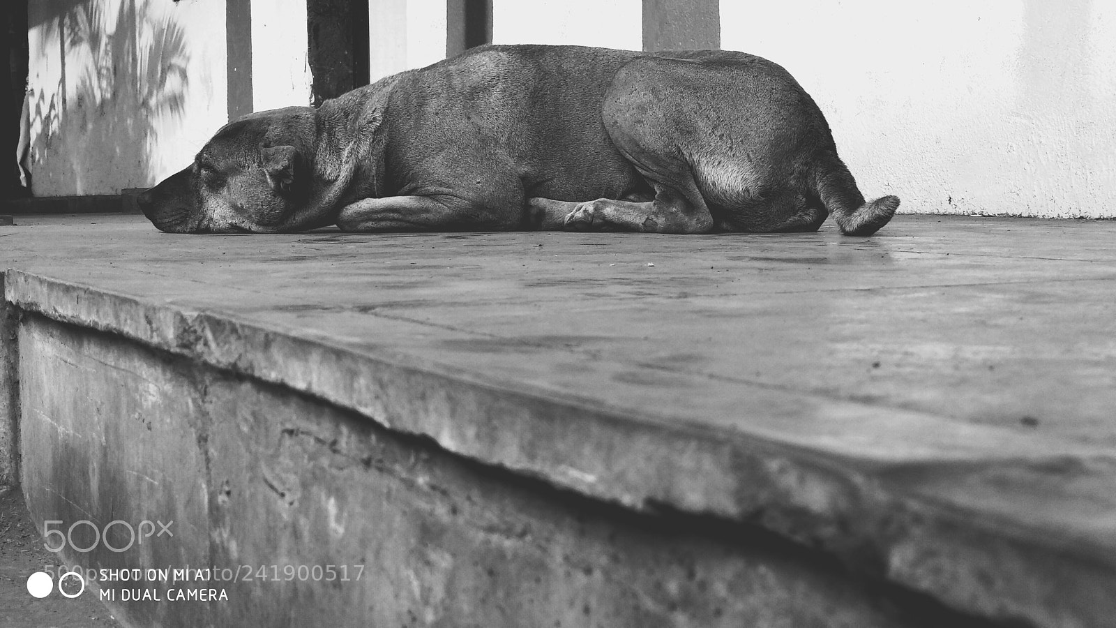 Xiaomi Mi A1 sample photo. Dog photography