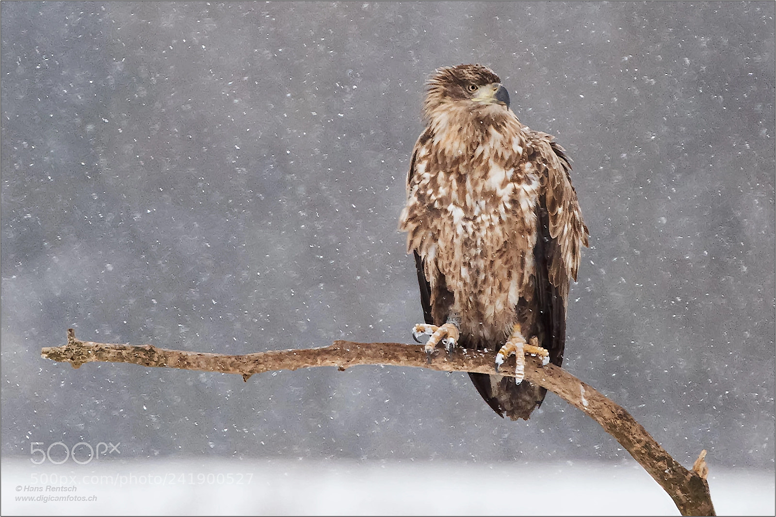 Nikon D5 sample photo. Seeadler fc photography