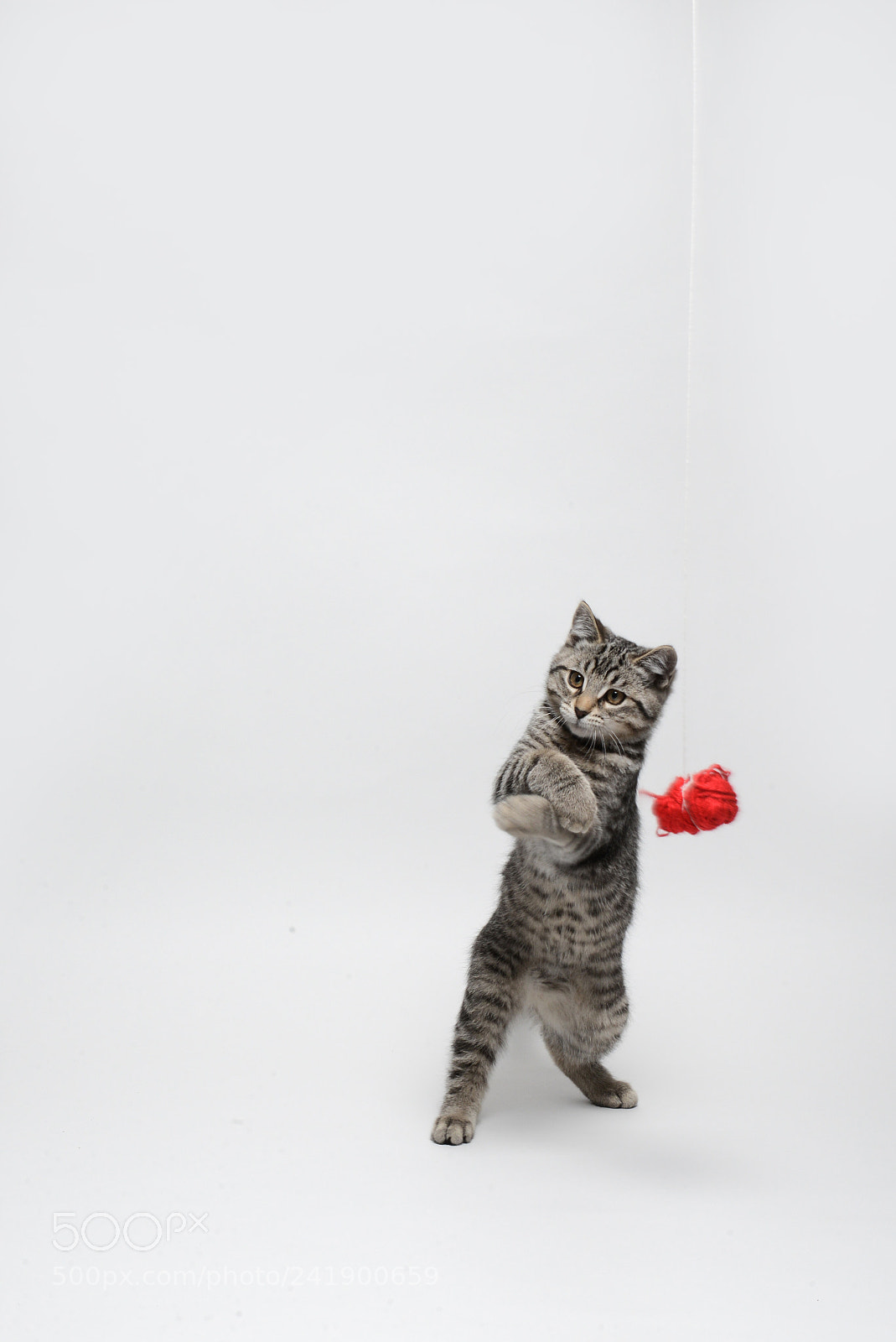 Nikon D600 sample photo. Dancing cat photography