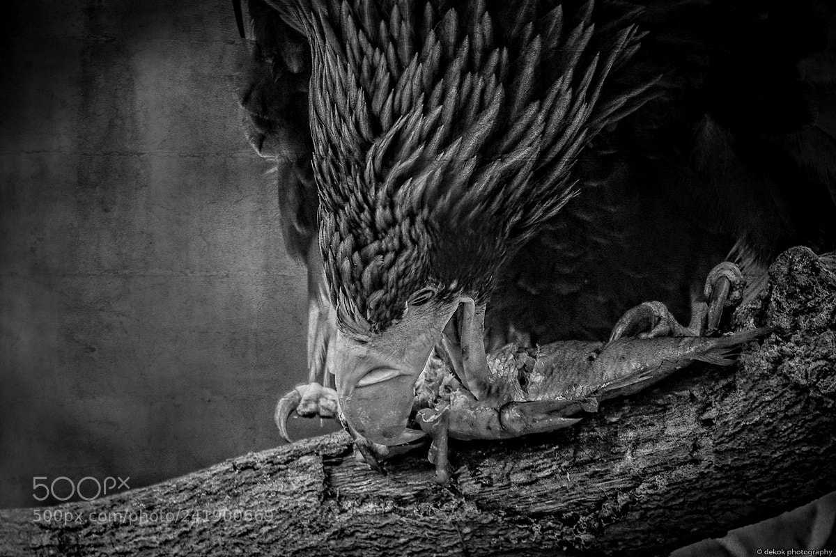 Nikon D500 sample photo. Steller's sea eagle art photography