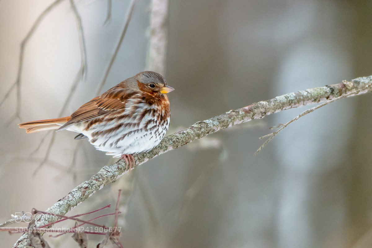Canon EOS 5DS R sample photo. Fox sparrow photography