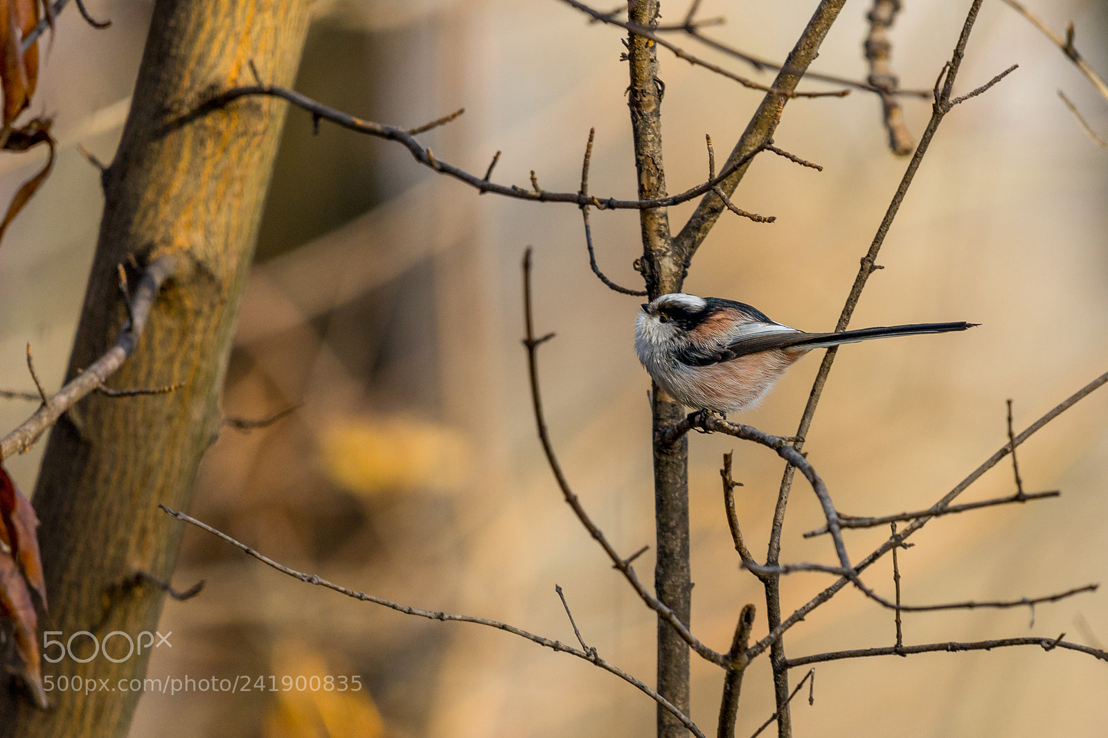 Sony a7 II sample photo. Long-tailed tit photography