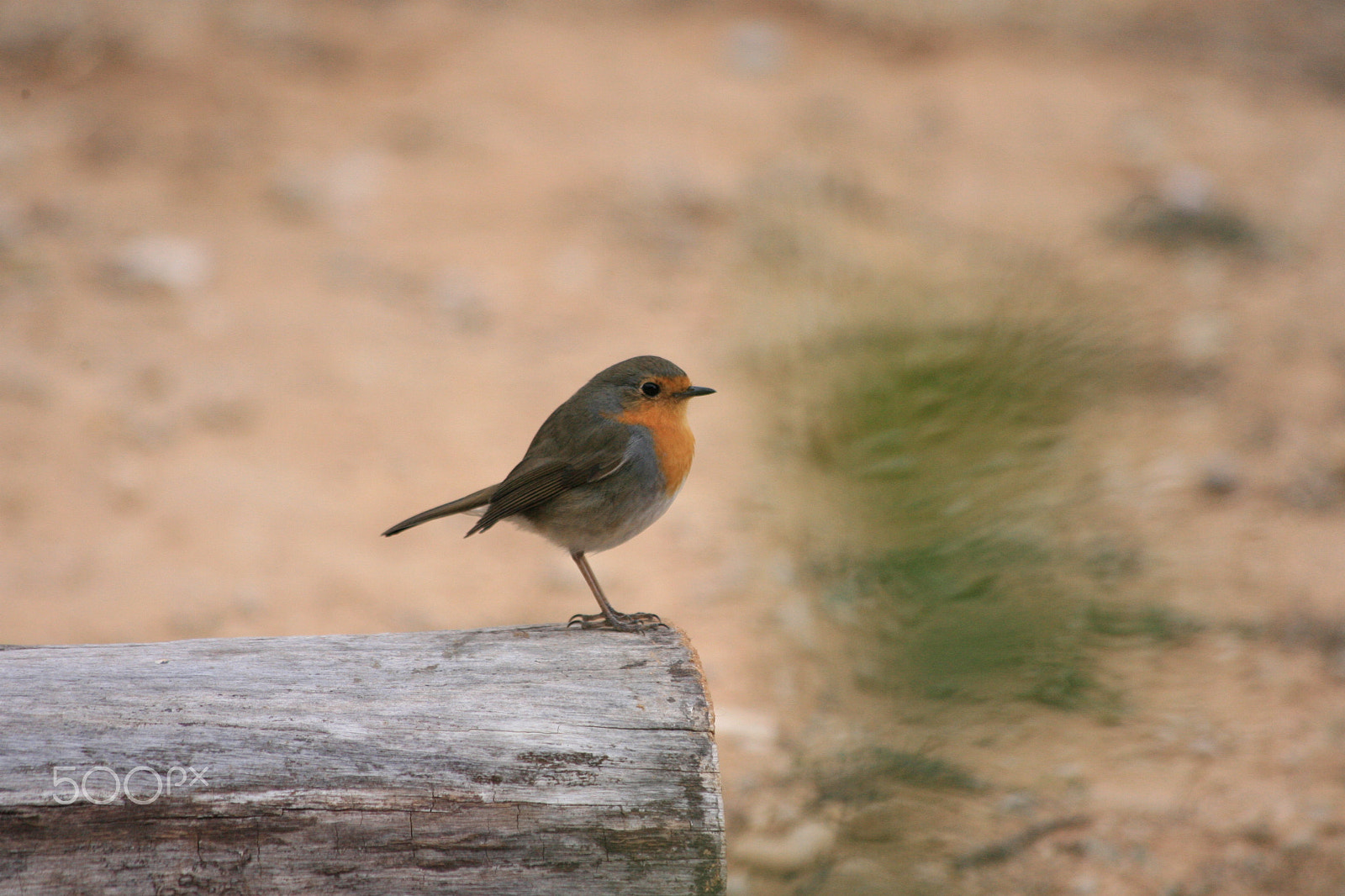 Canon EOS-1D Mark II N + Canon EF 70-300mm F4-5.6 IS USM sample photo. Petirrojo photography