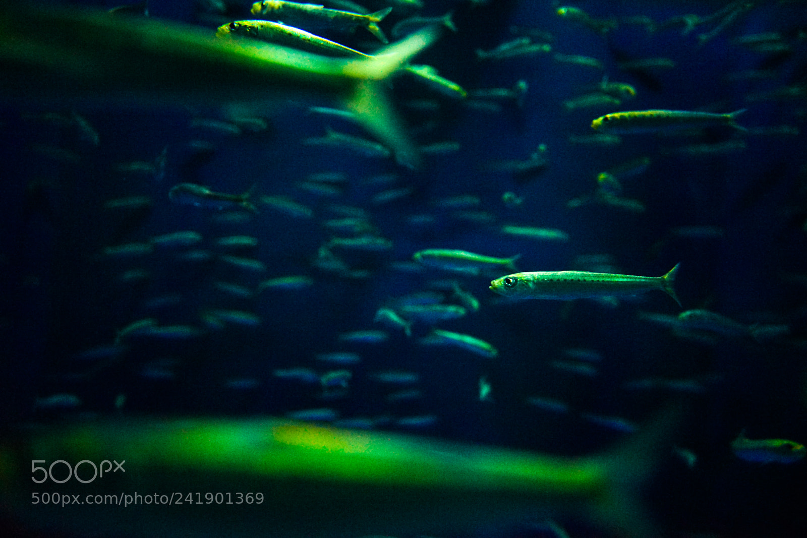 Sony a7 II sample photo. Fishes photography