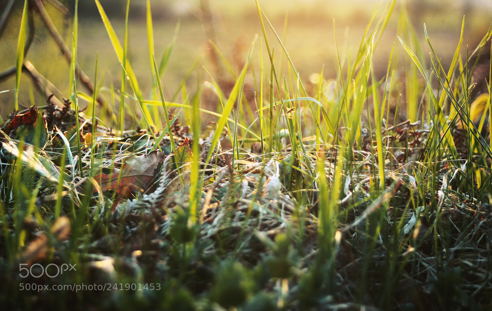 Canon EOS 550D (EOS Rebel T2i / EOS Kiss X4) sample photo. Grass photography