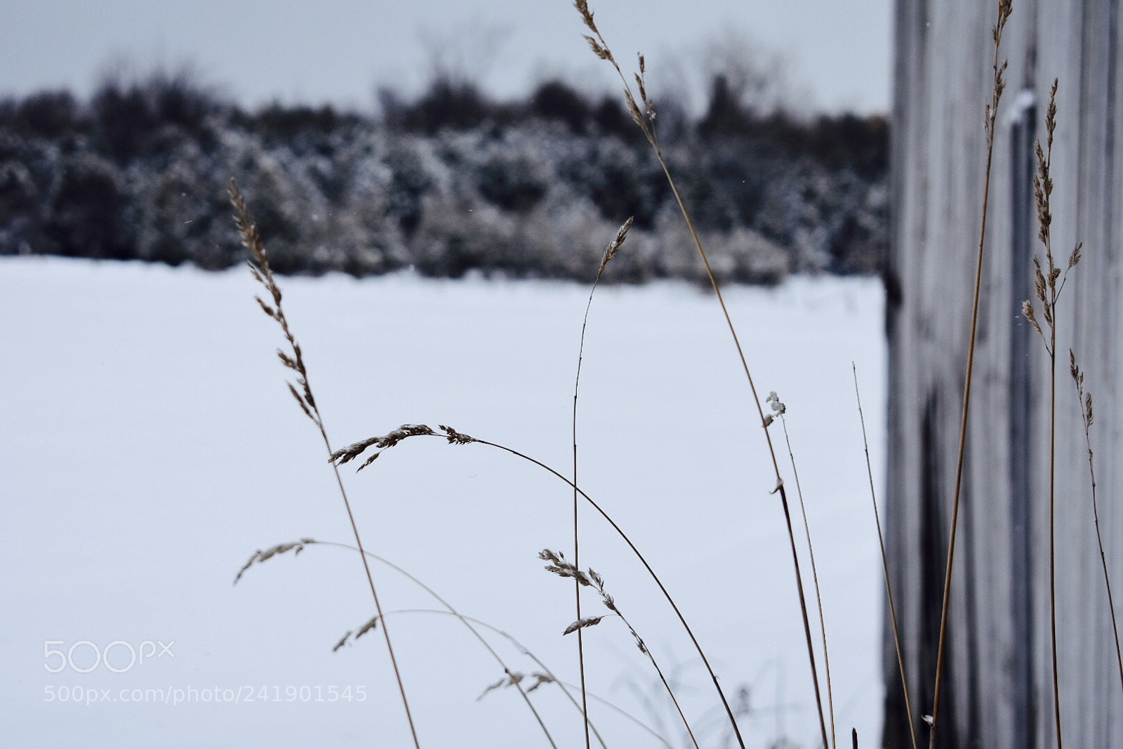 Nikon D3400 sample photo. Barn grass photography