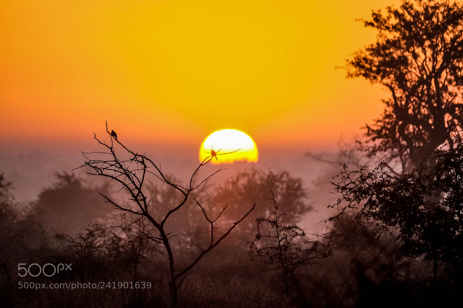 Fujifilm X-T1 sample photo. Madikwe sunrise photography