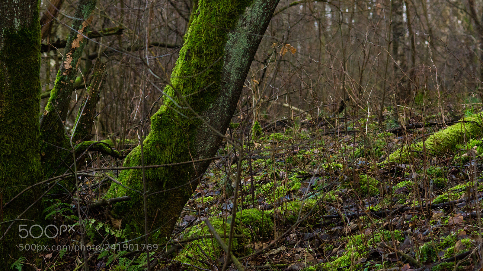 Sony SLT-A65 (SLT-A65V) sample photo. Untitled photography
