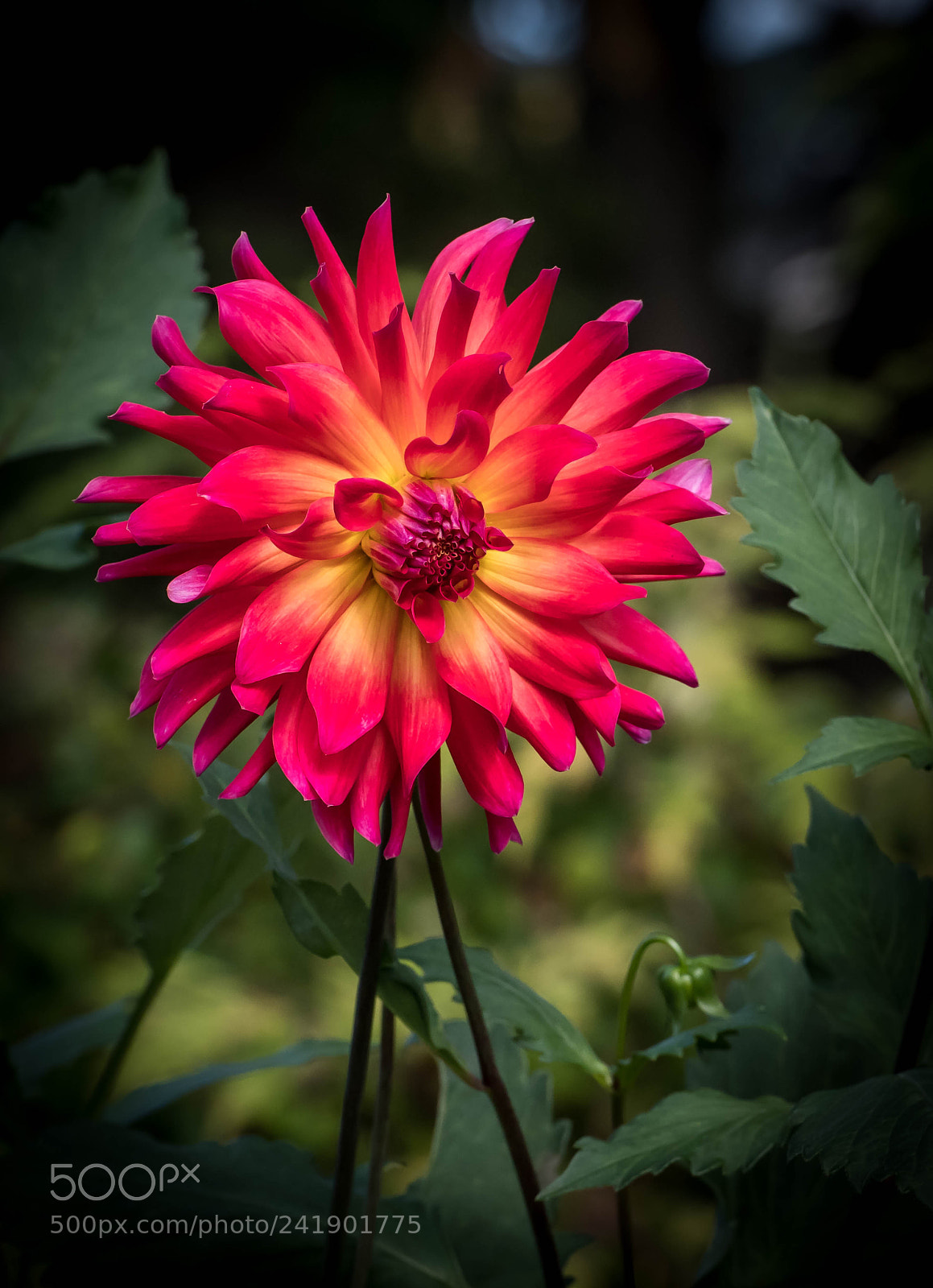 Nikon D5 sample photo. Fire ball… photography