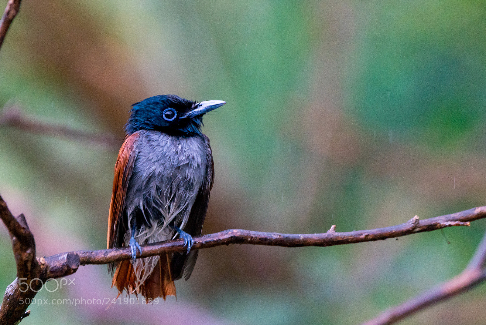 Sony a99 II sample photo. In the rain photography