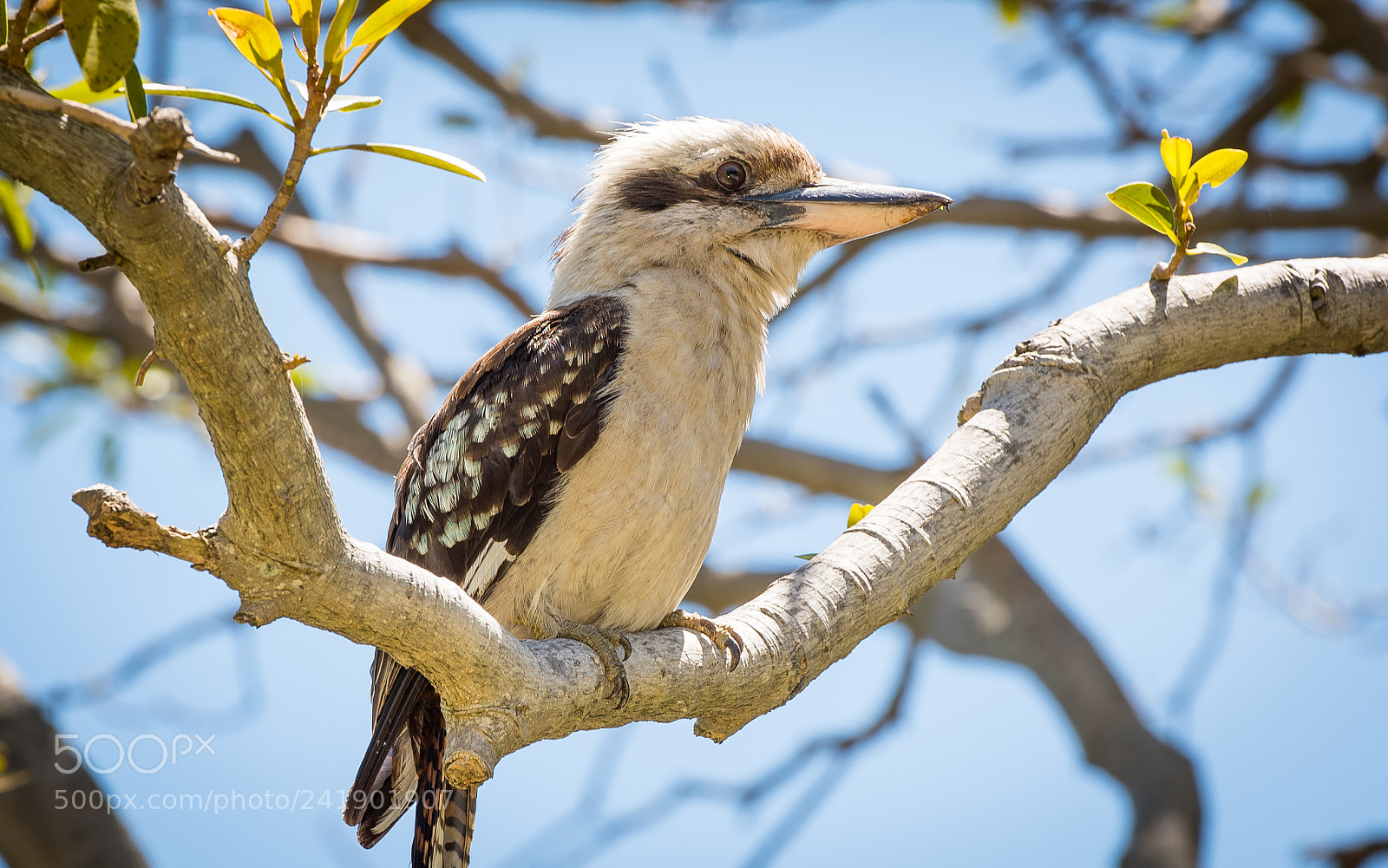 Nikon D810 sample photo. The australian kookaburra photography