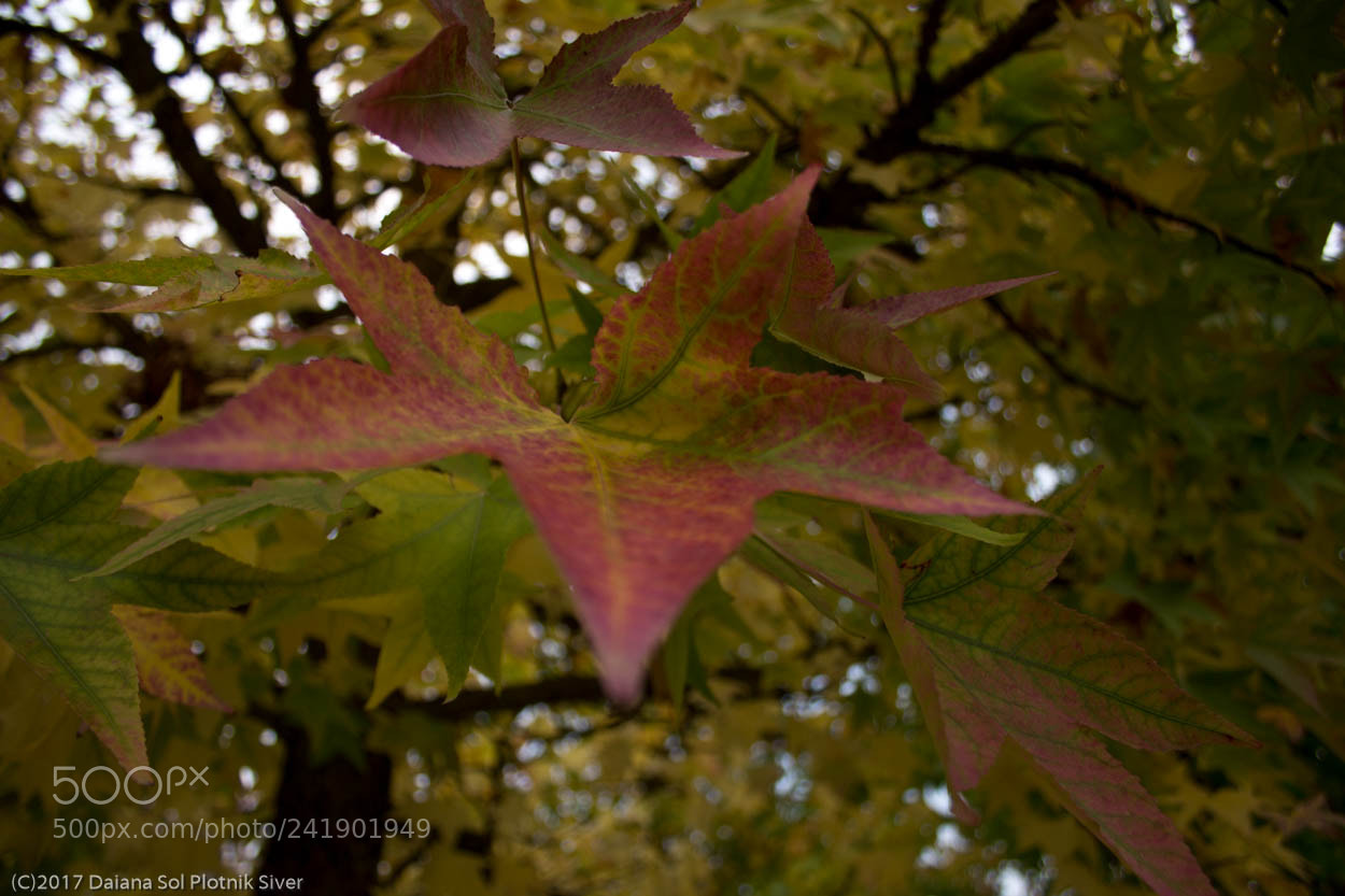 Canon EOS 1200D (EOS Rebel T5 / EOS Kiss X70 / EOS Hi) sample photo. Red autumn photography
