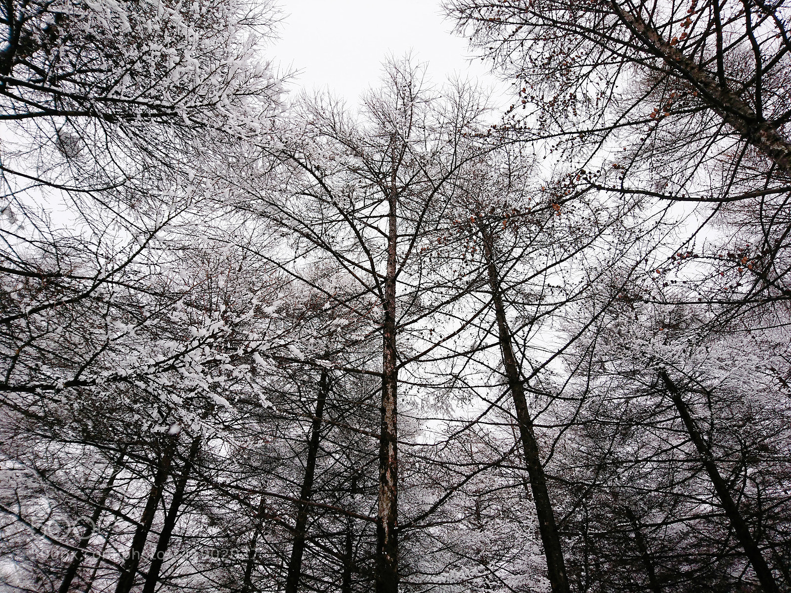 Sony Xperia XZ sample photo. Tree scape photography